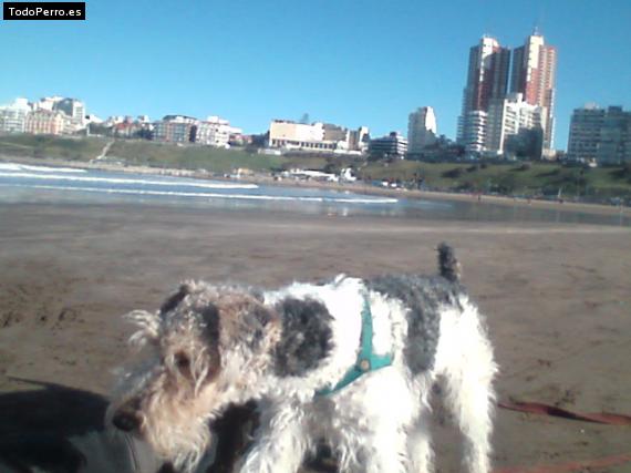 La foto del perro
