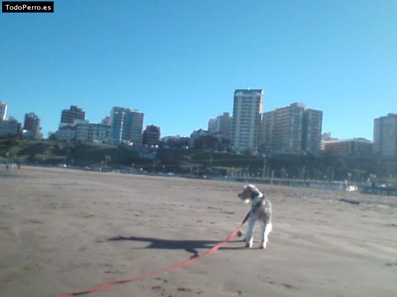 La foto del perro