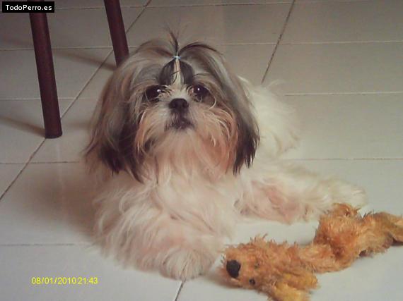 La foto del perro