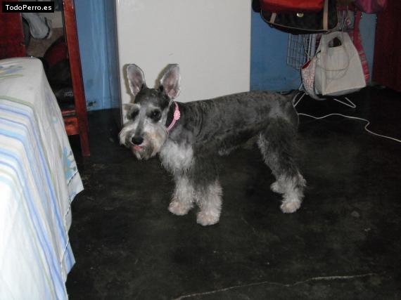 La foto del perro