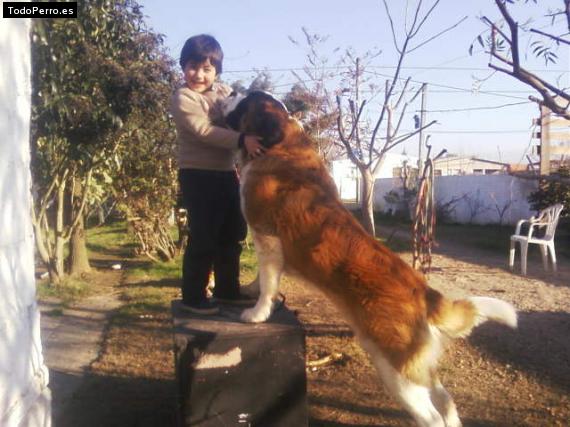 La foto del perro