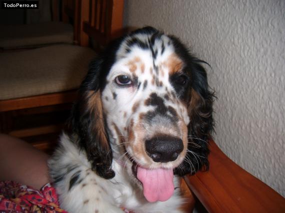 La foto del perro