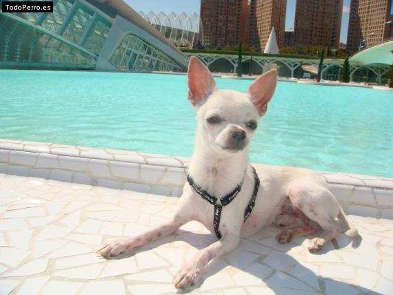 La foto del perro