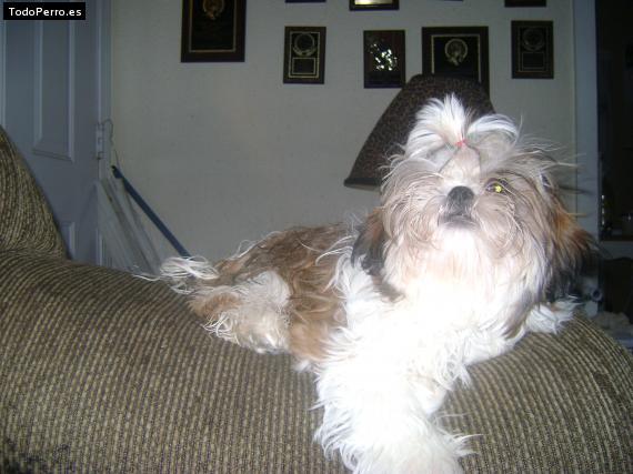 La foto del perro