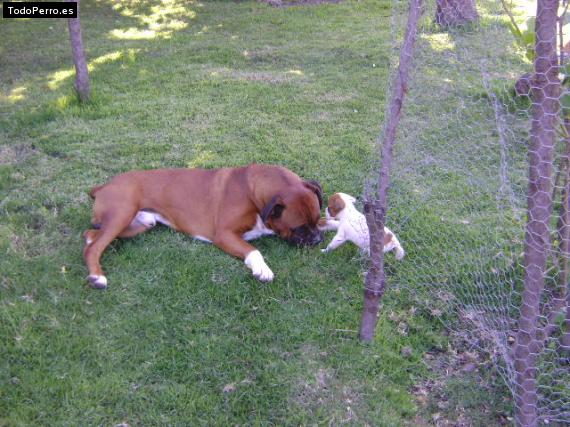 La foto del perro