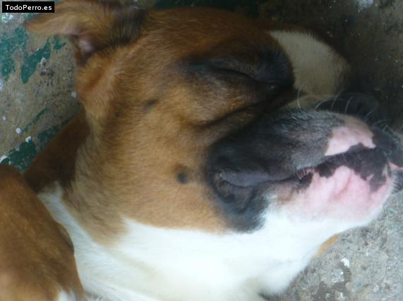 La foto del perro