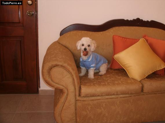 La foto del perro