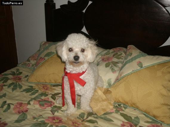 La foto del perro
