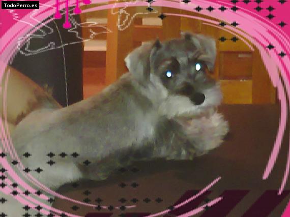 La foto del perro