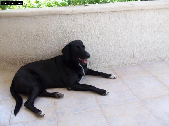 La foto del perro
