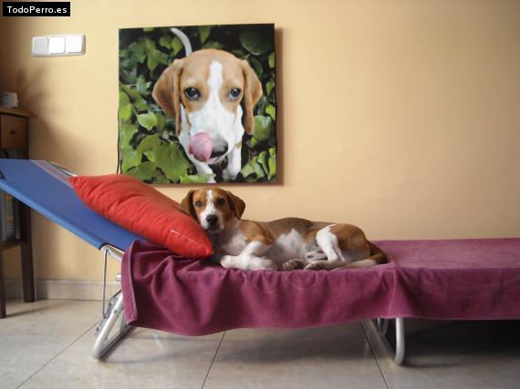 La foto del perro