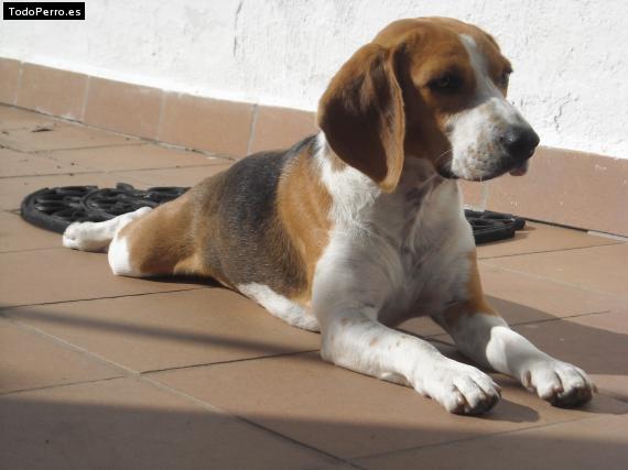 La foto del perro
