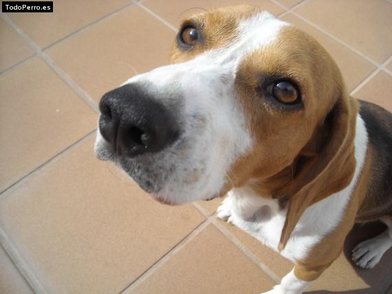 La foto del perro