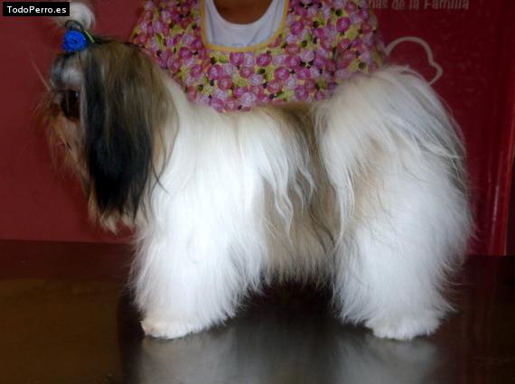 La foto del perro