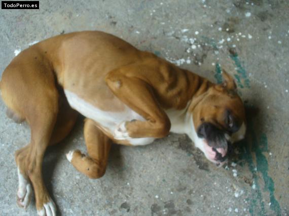 La foto del perro