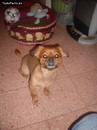 La foto del perro