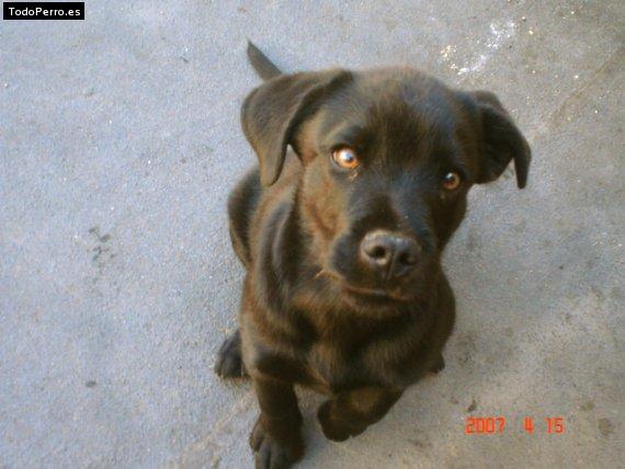 La foto del perro