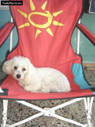 La foto del perro
