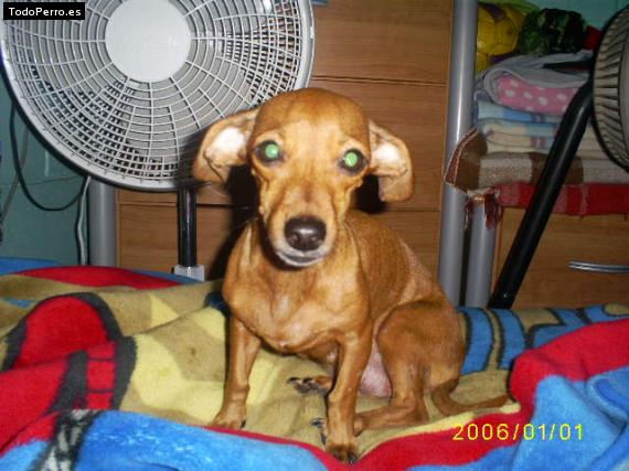 La foto del perro