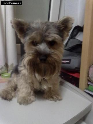 La foto del perro