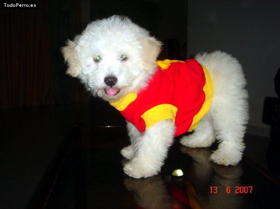 La foto del perro