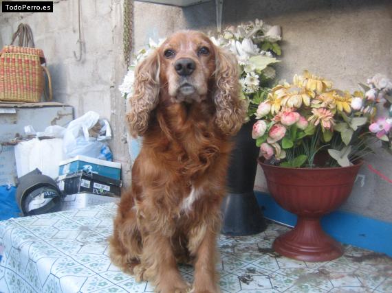La foto del perro