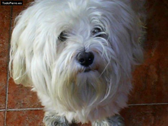 Foto del perro Mochi