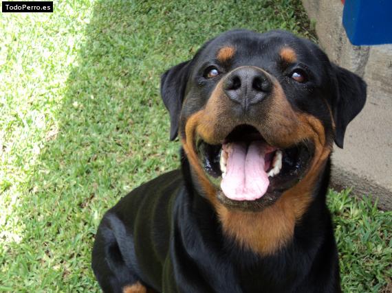 La foto del perro