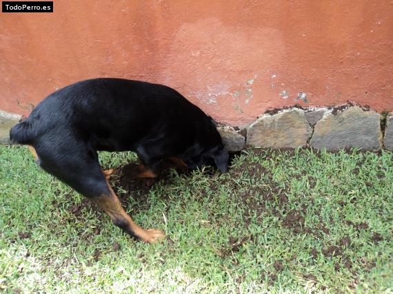 La foto del perro