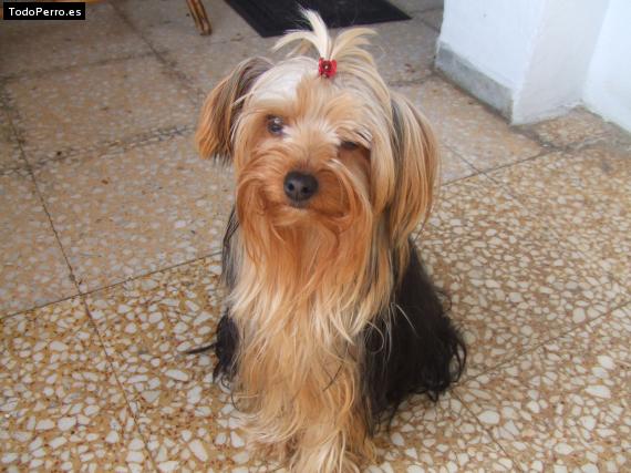 La foto del perro