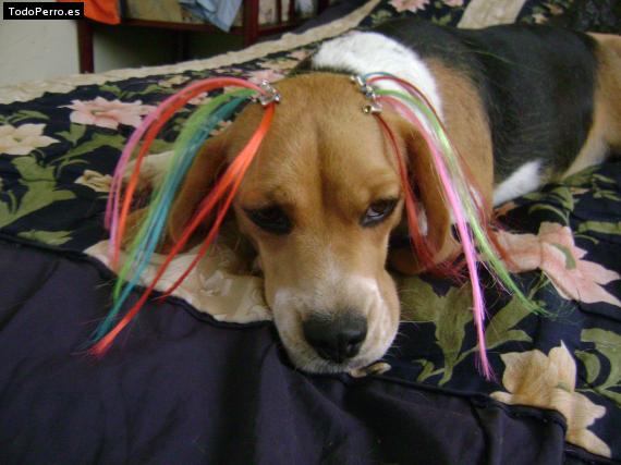 La foto del perro