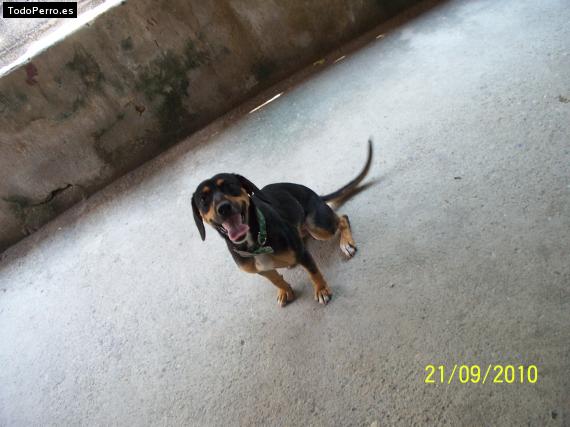 La foto del perro