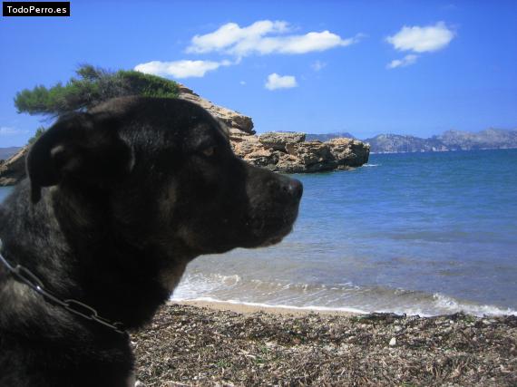 La foto del perro