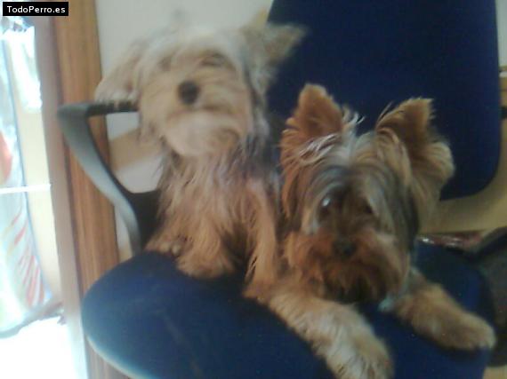 La foto del perro