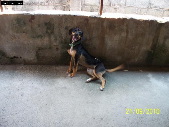 La foto del perro