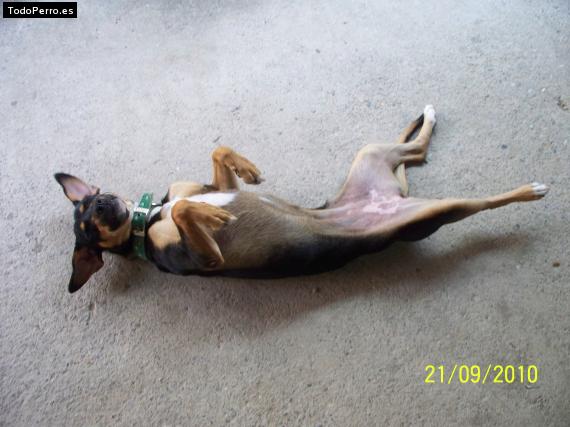 La foto del perro