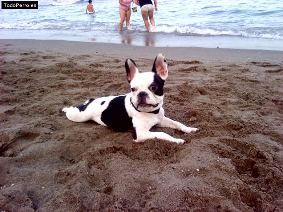 La foto del perro