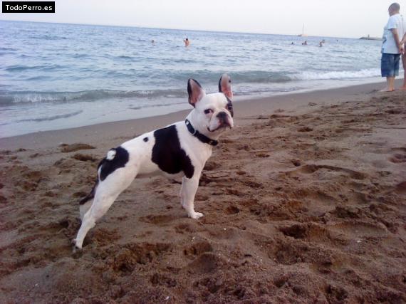 La foto del perro