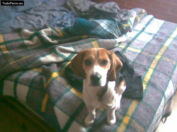 La foto del perro