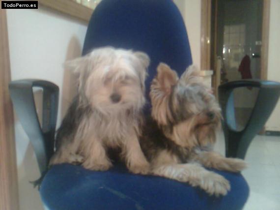 La foto del perro