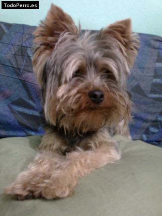 La foto del perro