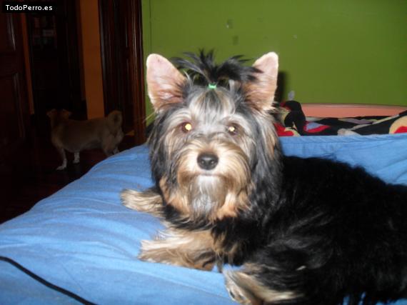La foto del perro