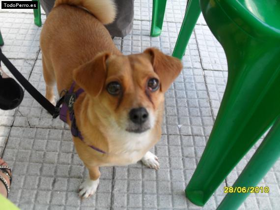 La foto del perro