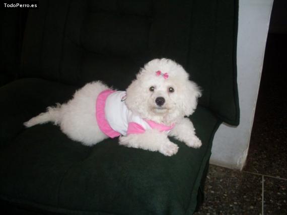 La foto del perro