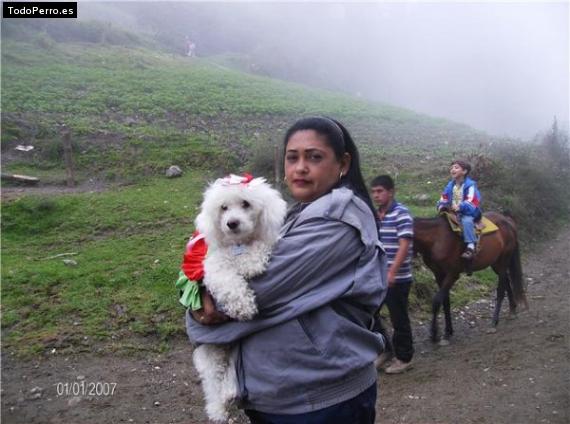 La foto del perro