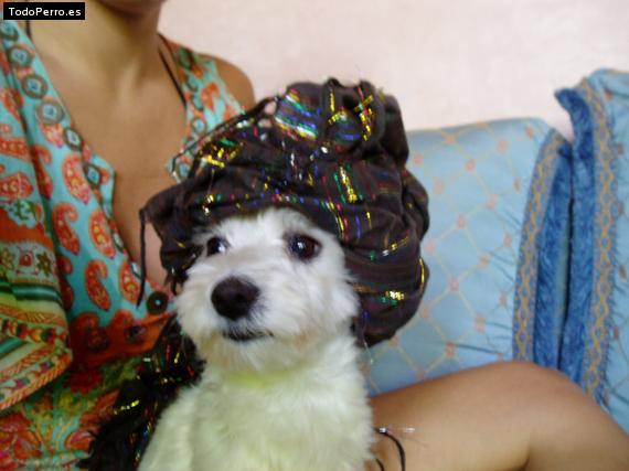 La foto del perro
