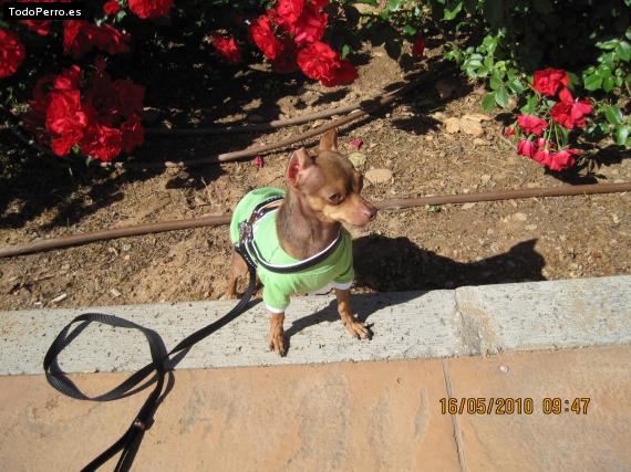 La foto del perro