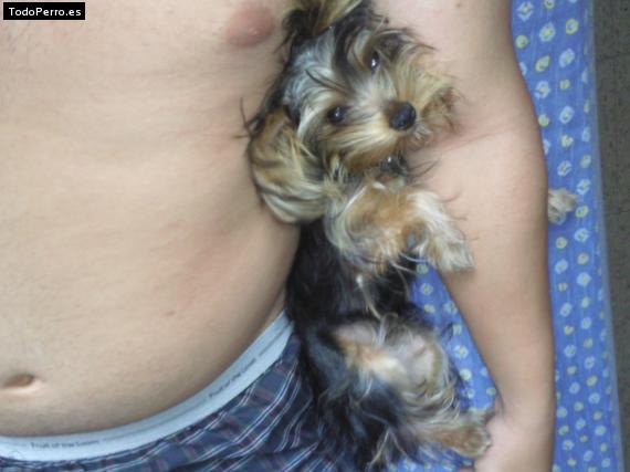 La foto del perro