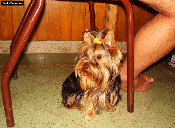 La foto del perro