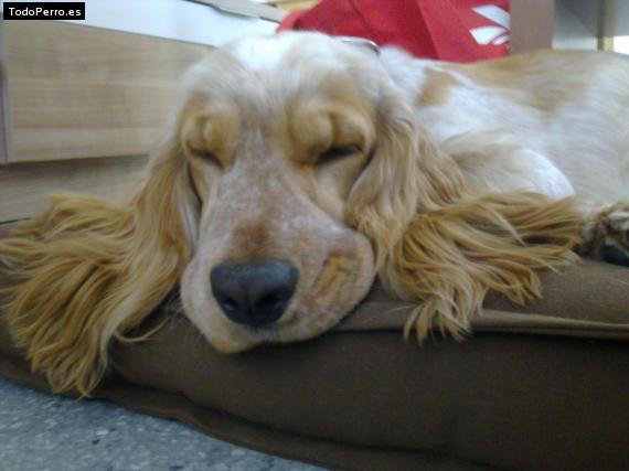 La foto del perro